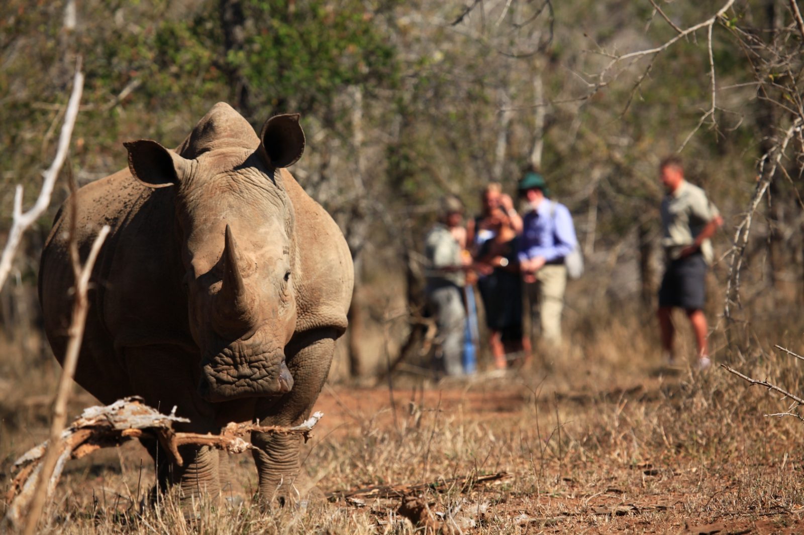 White Rhino Tracking Matopos.jpg